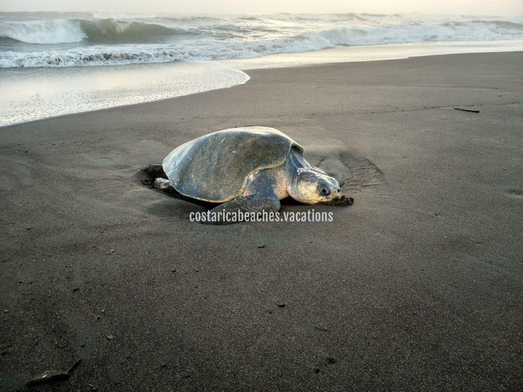 ostional turtles tour